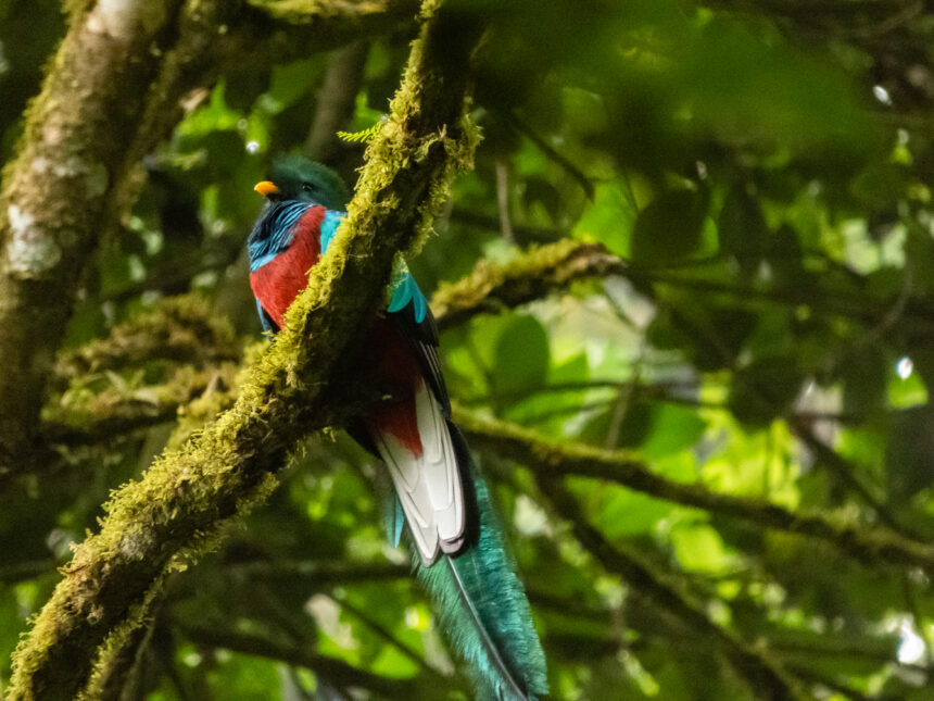 When is Quetzal day and where to see the national bird?