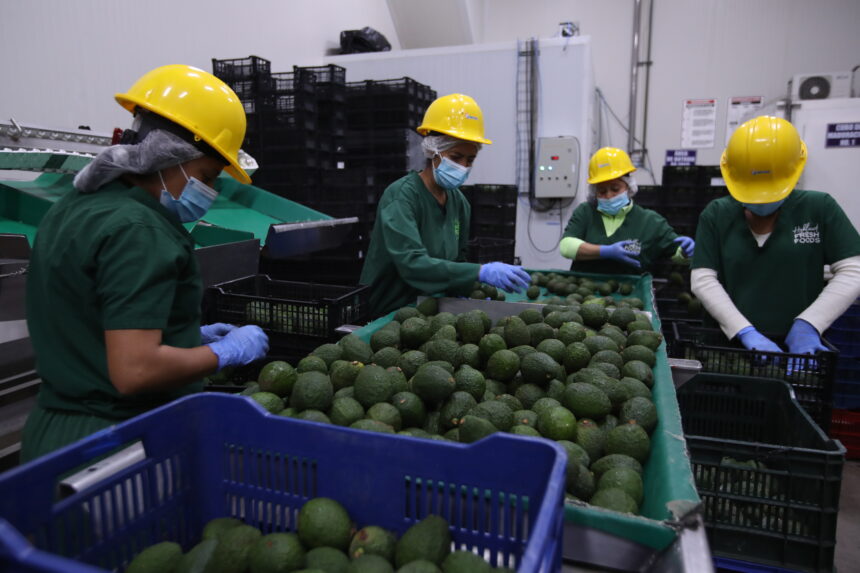 In Mexico, satellites serve to take care of the forests against the exploitation of avocados