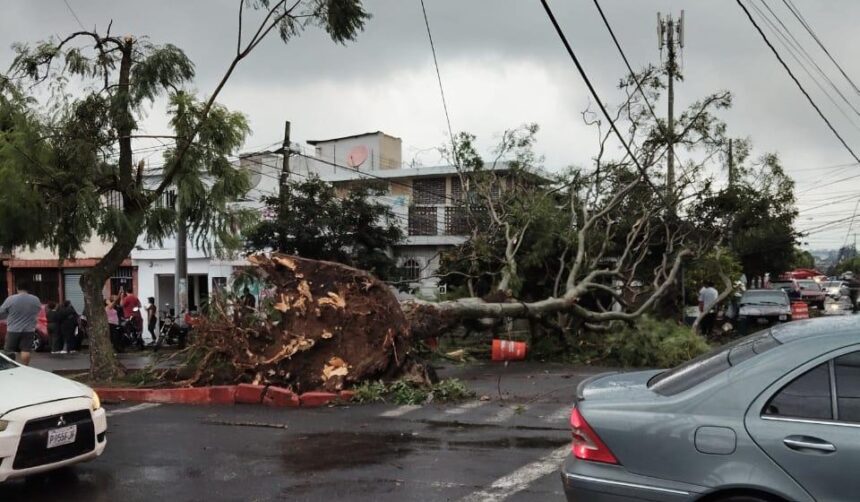 Rains with winds cause trees to fall and road blockages in the metropolitan area