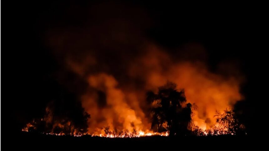 Forest fires increase the risk of several types of cancer: What are they?