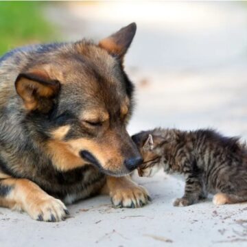 How can you protect your pet from fleas, ticks and other parasites?