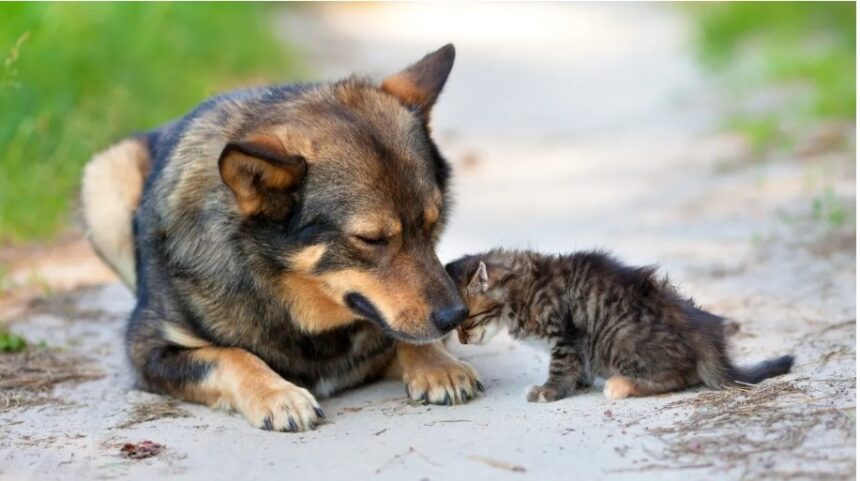 How can you protect your pet from fleas, ticks and other parasites?