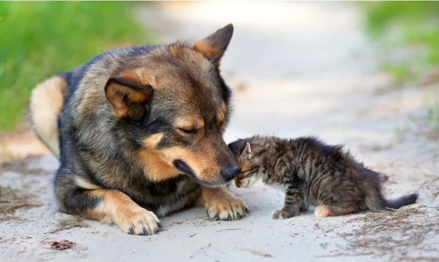 How can you protect your pet from fleas, ticks and other parasites?