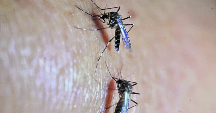 How much does Guatemala spend to combat the mosquito that transmits dengue and chinkungunya?