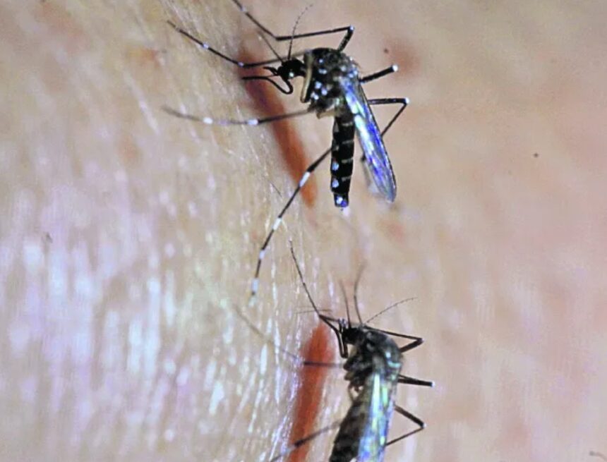 How much does Guatemala spend to combat the mosquito that transmits dengue and chinkungunya?