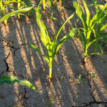 How will the El Niño phenomenon affect 2026?