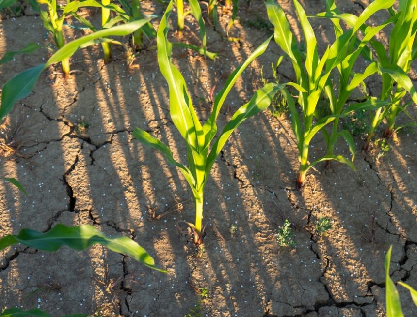 How will the El Niño phenomenon affect 2026?