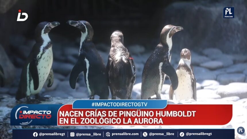 Humboldt penguin chicks cause a sensation at La Aurora Zoo