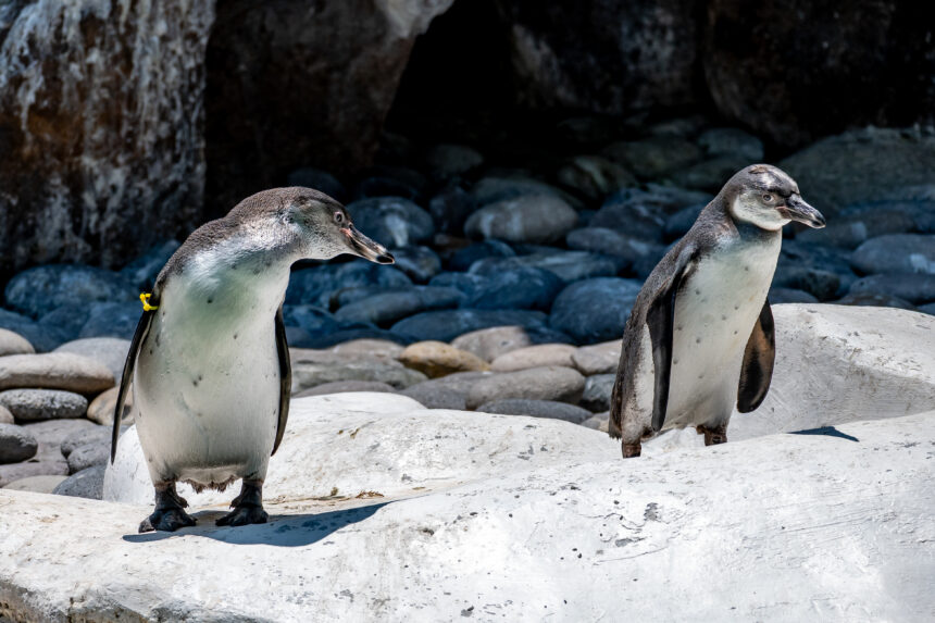 Nancy and Campito the new members of the penguin family