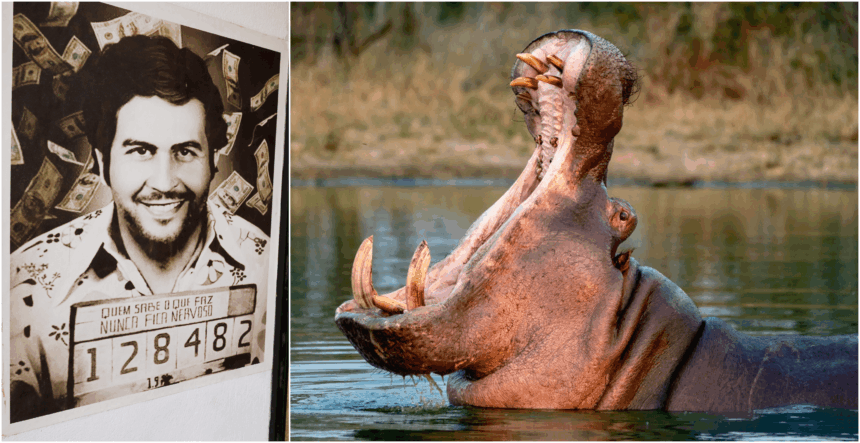 The reason why Colombia will sacrifice almost 80 hippos