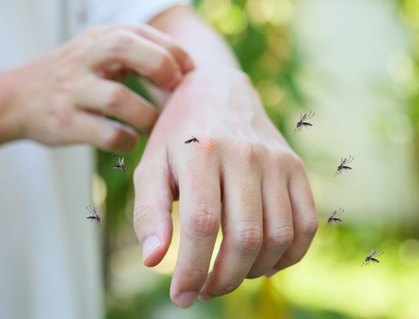 “We are facing a higher risk scenario, because we have had years without chikungunya transmission”