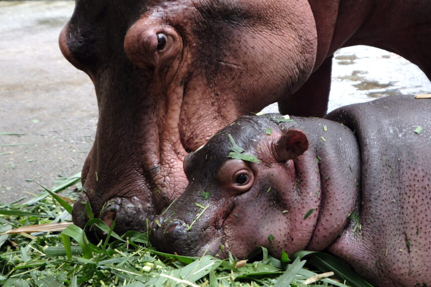 Who is the billionaire who offered to take 80 hippos linked to Pablo Escobar