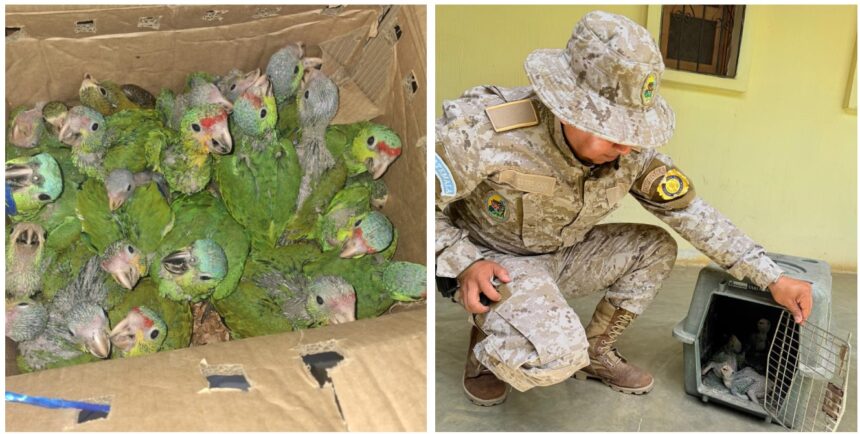 Diprona alerts due to increased traffic of parrots and parakeets during nesting season