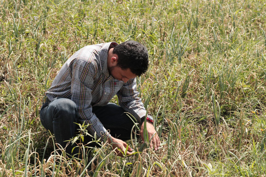 Extreme weather threatens crops in Guatemala due to heat, low humidity and intense rains