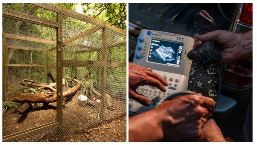 Five scorpion lizard babies are born after a difficult process, but it opens hope to save the species in Guatemala