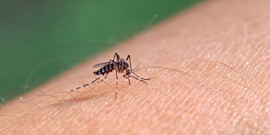 Five things mosquito experts do to avoid bites