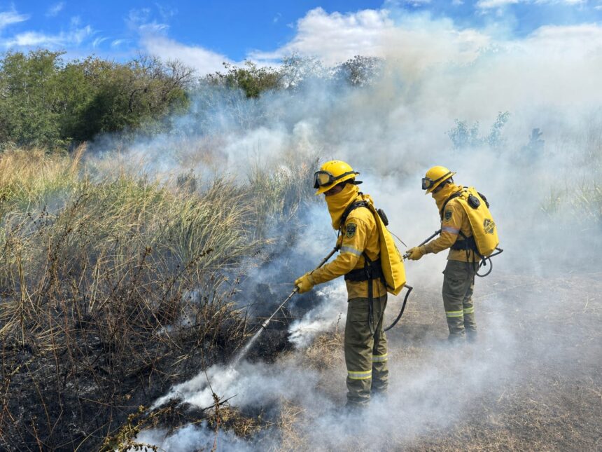 Forest fires consume more than 24 thousand hectares in a season altered by heat and the El Niño phenomenon