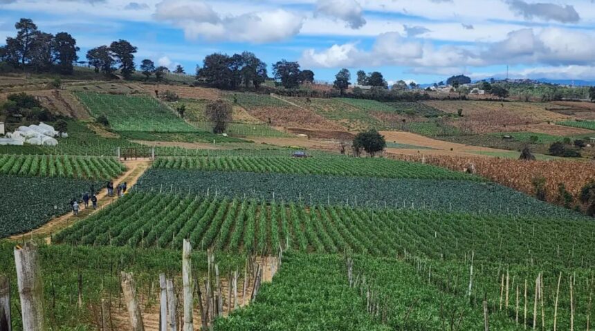 High fertilizer costs are beginning to hit Central American agriculture and slow down planting decisions in the region, according to a survey