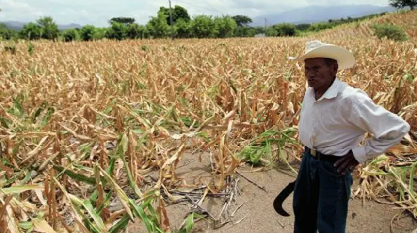 Maga warns of rain deficit and warns of impact on crops in several regions of Guatemala Maga warns of rain deficit and warns of impact on crops in several regions of Guatemala