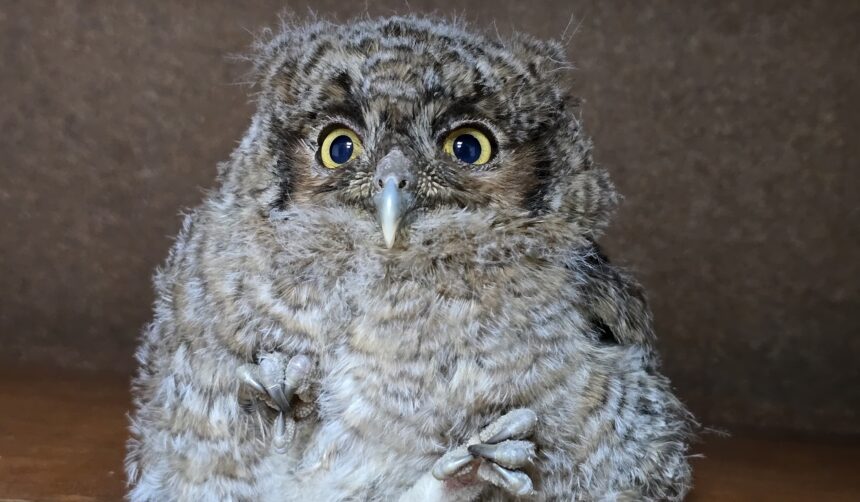 PNC rescues juvenile owl found on the road to Santa Catarina Palopó