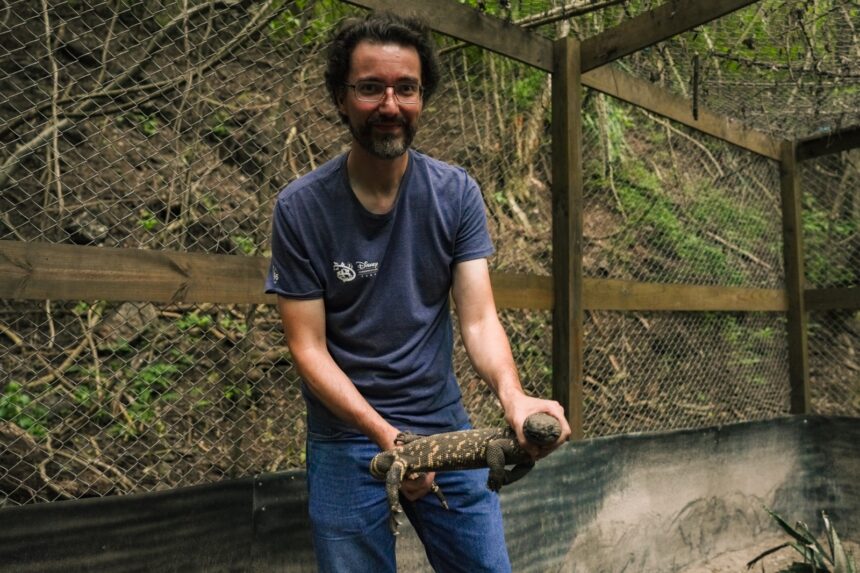 The scorpion lizard survives in Guatemala amid genetic threats and an unusual reproductive cycle