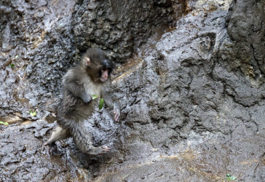 Was one of them in disguise? Why two Americans tried to enter the Punch monkey compound in Japan