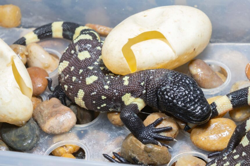 What is the scorpion lizard like? The poisonous species endemic to dry eastern Guatemala