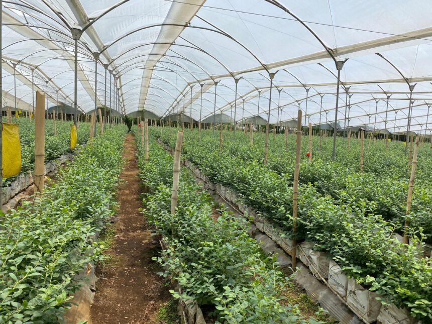 Blueberry sector warns of disadvantages in FTA with Peru and proposes review of the treaty Blueberry sector warns of disadvantages in FTA with Peru and proposes review of the treaty