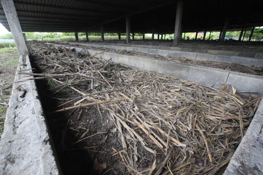 Compost produced with sugarcane waste replaces up to 30% of chemical fertilizer Compost produced with sugarcane waste replaces up to 30% of chemical fertilizer