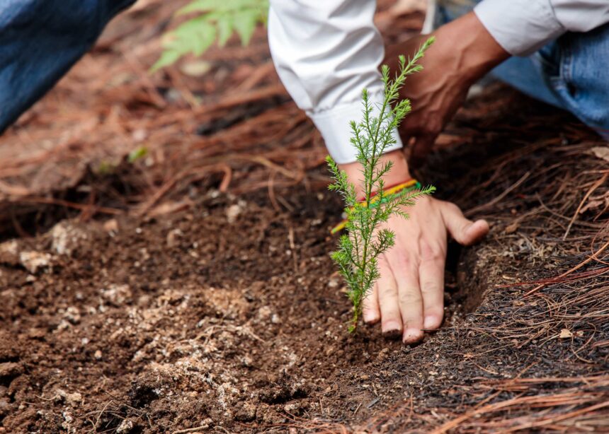 Conap promotes the planting of native species in Guatemala Conap promotes the planting of native species in Guatemala