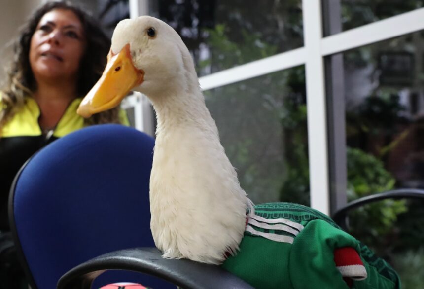 Did they let him in? Images show the famous duck Merlin arriving at Mexico’s game against the Czech Republic in the World Cup