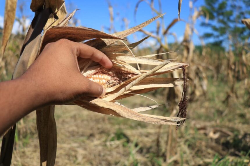 El Niño will reduce rainfall and raise temperatures even until 2027 El Niño will reduce rainfall and raise temperatures even until 2027