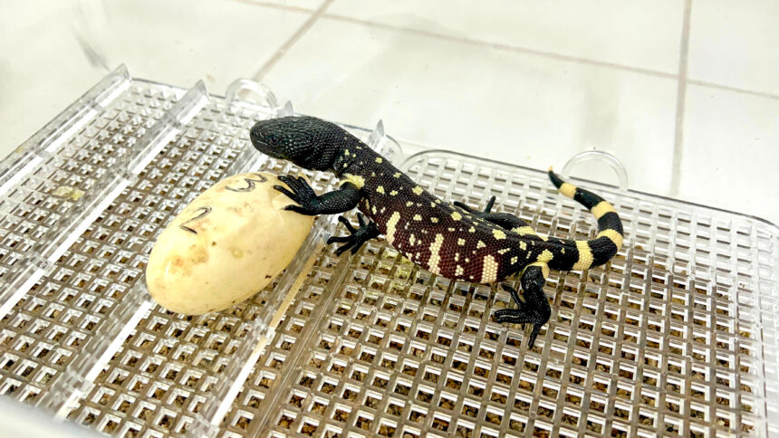 Historic birth of the most endangered species on the planet