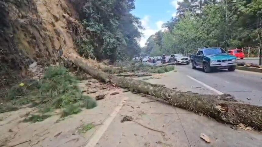 Landslide drags logs at km 24 of the Inter-American Highway; motorist is injured and traffic becomes complicated