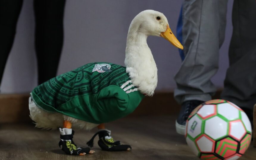 Poncho de Nigris offers to buy Merlin the duck and provokes debate on social networks