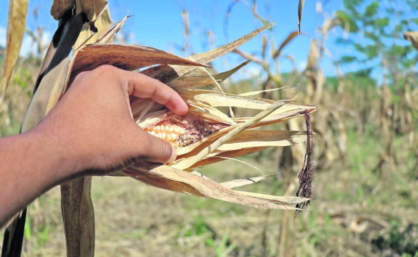 Prolonged heatwave would affect 377 thousand hectares of crops in Guatemala; corn and beans, the most vulnerable