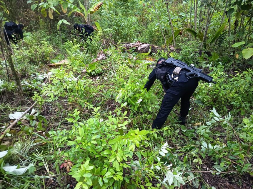 Security forces destroy coca plantation valued at Q3.2 million in Petén