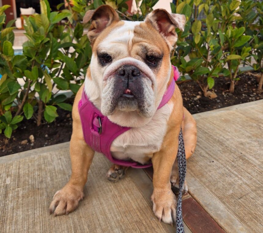 Strong and affectionate, this is the English bulldog