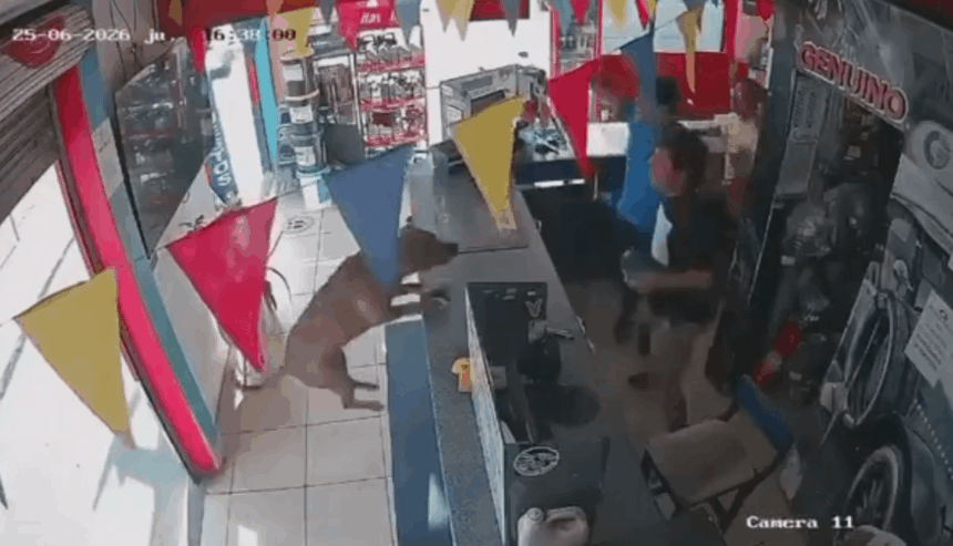 The dog that stole Ecuador’s celebration after the historic victory against Germany