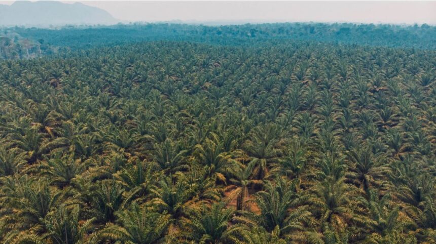 They denounce an invasion of the Yalcobé farm that paralyzes the oil palm harvest in Alta Verapaz