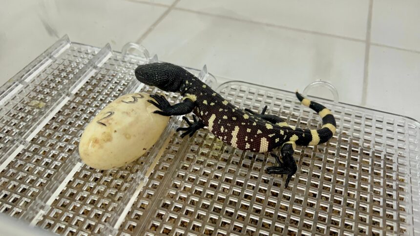Three baby scorpion lizards are born at the La Aurora Zoo and strengthen the conservation of the species