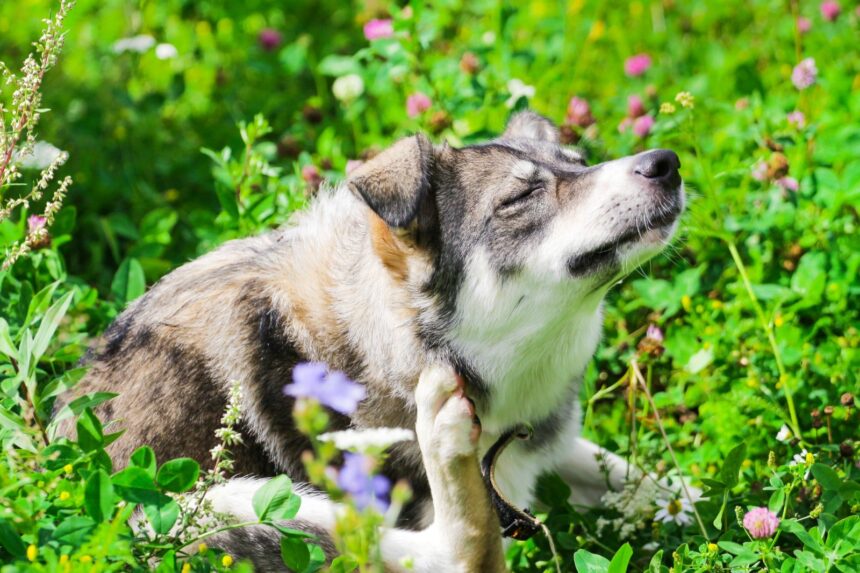 What are the most common skin diseases in dogs and cats?