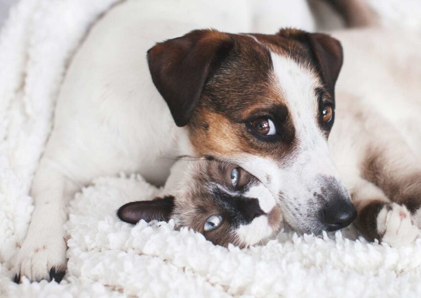 What to do so that dogs and cats get along well