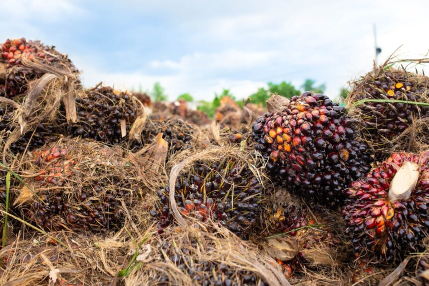 invasion of the Yalcobé farm reflects a pattern of usurpations in Alta Verapaz