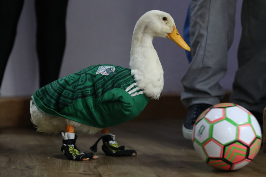 the controversy behind the registration of the viral duck brand that became a symbol of the 2026 World Cup