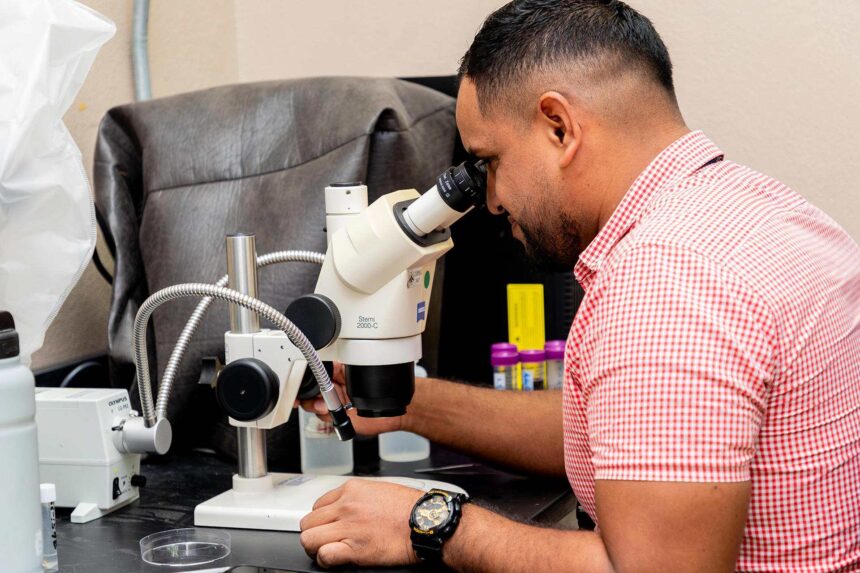 America needs six times more sterile flies to stop cattle screwworm