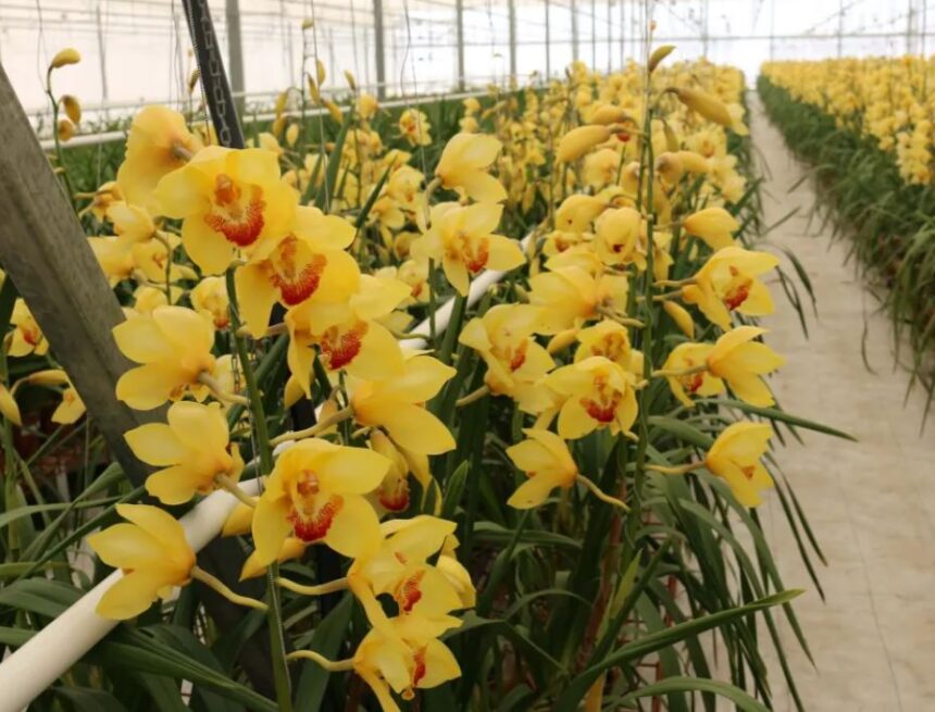 Around 75% of Guatemalan products are exempt from the new US tariff, according to Agexport analysis Around 75% of Guatemalan products are exempt from the new US tariff, according to Agexport analysis