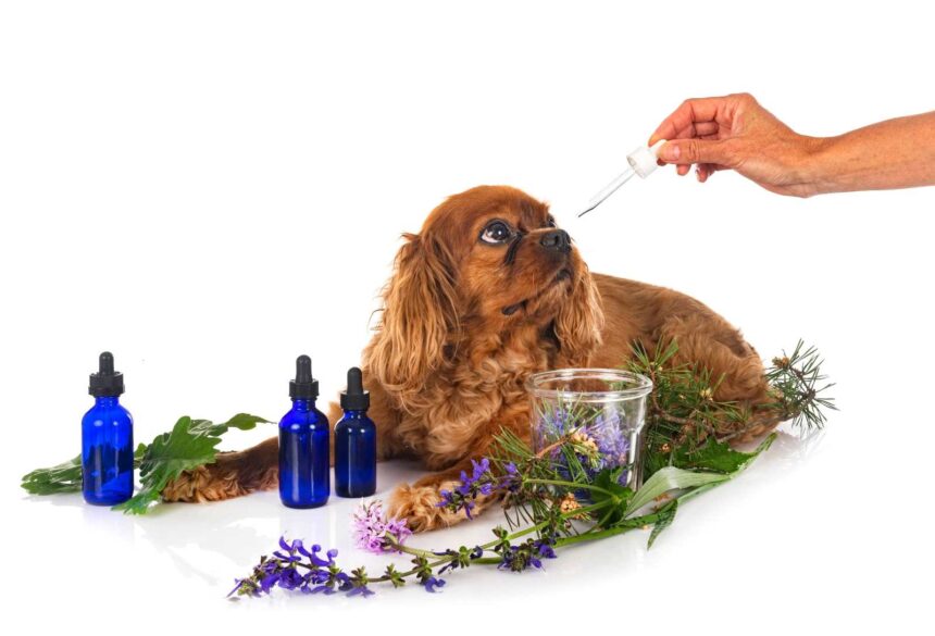 How can dogs and cats also benefit from natural products?