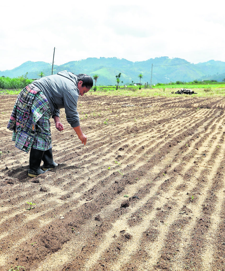 MAGA allocates Q300 million to retain moisture in the soil and face drought MAGA allocates Q300 million to retain moisture in the soil and face drought