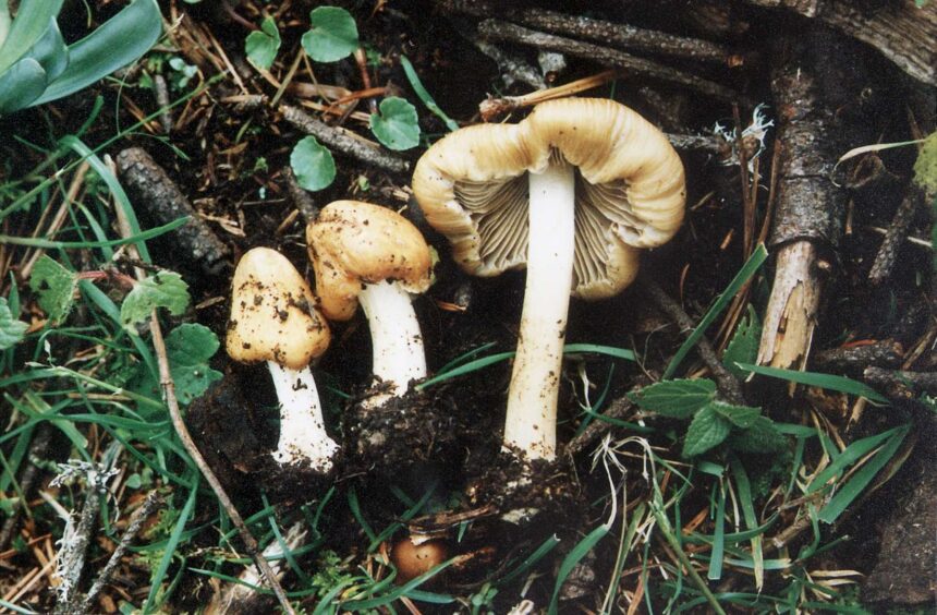 The hidden potential of native Guatemalan mushrooms that science studies to develop cancer therapies The hidden potential of native Guatemalan mushrooms that science studies to develop cancer therapies